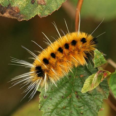 Black And White Caterpillar With Spikes Alcateri