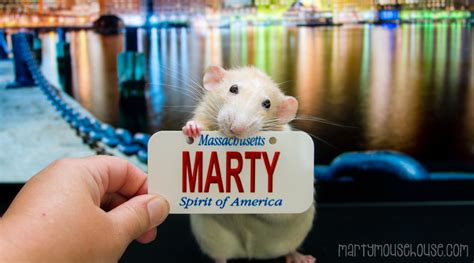 Martys Massachusetts Bizness Marty Mouse House