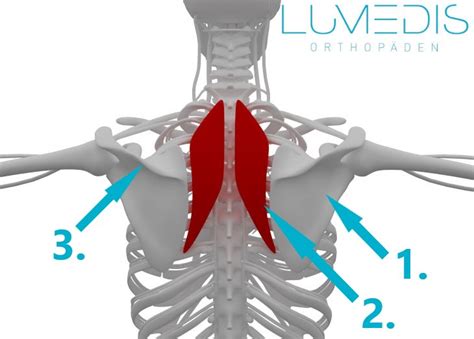 Scapula Alata Lumedis Ihre Schulterspezialisten