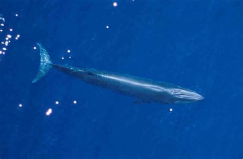 Noaa Lists Newly Discovered Gulf Of Mexico Brydes Whales As Endangered