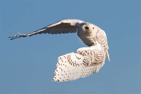 Snowy Owl In Flight Duxbury Beach Beate Dalbec Photography