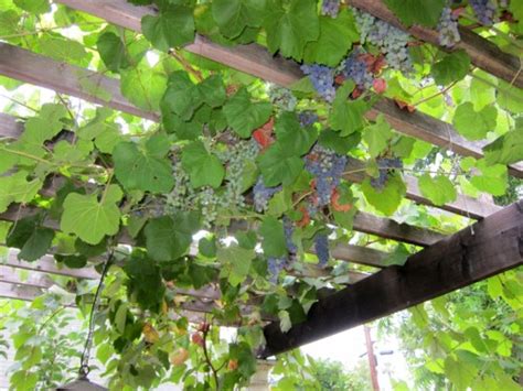 Our Grape Arbor Root Simple