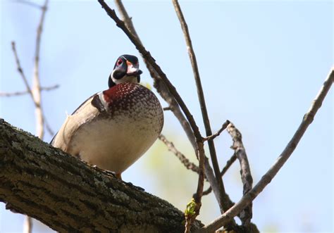 Maryland Biodiversity Project Wood Duck Aix Sponsa
