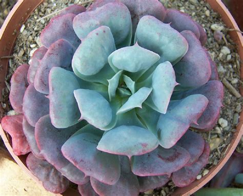 Echeveria Pagoda Tudo Sobre Essa Suculenta Guia Das Suculentas