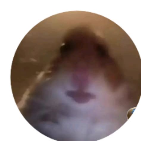 Meme Hamster Pfp Pin On Piosenkarze Keyriskey