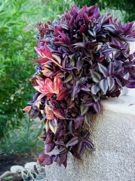 Especial De Plantas De Hojas Rojas Alicante Forestal