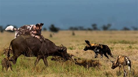 Top 10 Interesting Facts About African Wild Dog Secret Africa