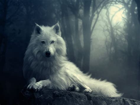 27 Live Wolf Wallpaper Free Download For Pc On Wallpapersafari