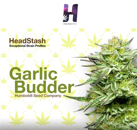 Headstash Exceptional Cannabis Strain Profiles Garlic Budder