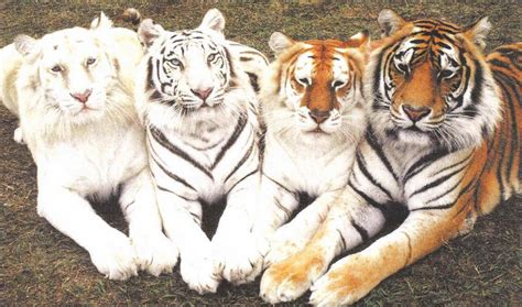 Types Of Tiger With Images Peepsburghcom