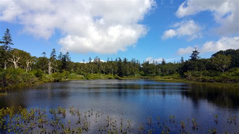 The primary factor that distinguishes wetlands from other land forms or water bodies is the characteristic vegetation of aquatic plants, adapted to the unique hydric soil. Shinsen-numa Wetland Swamp : Niseko | Visions of Travel