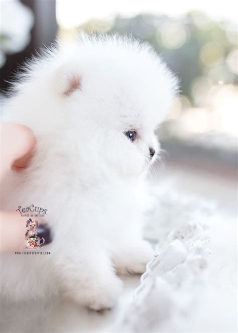 White Micro Teacup Pomeranians Teacup Puppies And Boutique