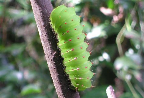 Green Fuzzy Caterpillar Beautiful Nature Scenes Nature Scenes Plant