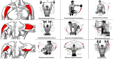 The Most Effective Shoulder Exercise All Bodybuilding Com