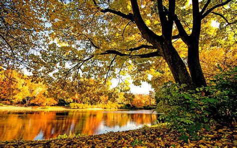 Hd Wallpaper Autumn Landscape Forest Trees Mountain Stream River Fall