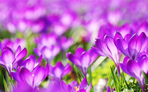 Purple Crocus Flowers Hd Wallpaper