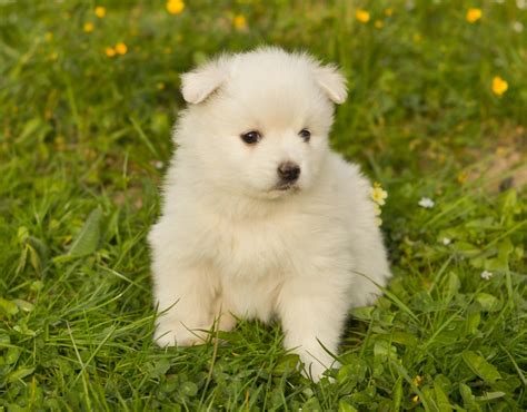 Pomsky Puppies Breed information & Puppies for Sale