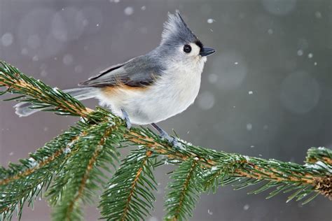 How To Identify 20 Winter Backyard Birds At Your Feeders Aerial View