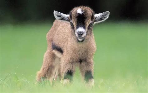 What Is A Baby Goat Called 8 Interesting Facts About Baby Goats Sand