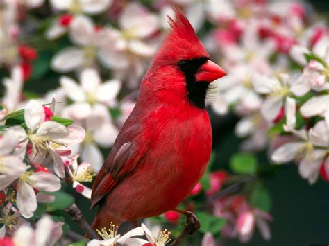 Northern Cardinal Wallpapers Hd Wallpapers Id 5022