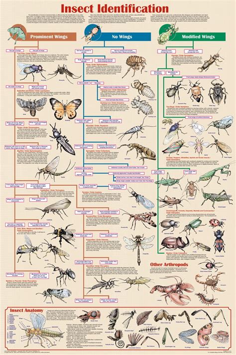 Insect Identification Educational 24 In X 36 In Posters By Feenixx