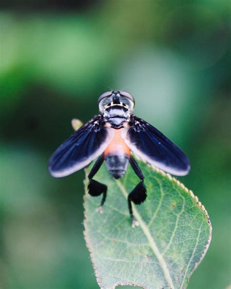 Picture I Took Of A Swift Feather Legged Fly In Upstate New York R