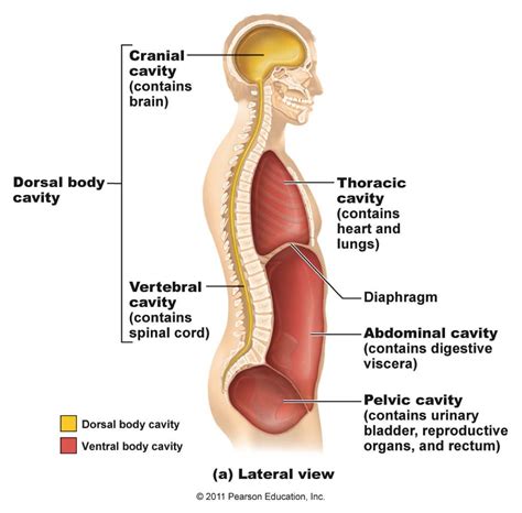 Communication allows the body to adjust the function of each organ according to the in the example above, the heart needs to know when the digestive organs need more blood so that it can pump more. Medical Terminology Ch 2 at Murrah High School - StudyBlue