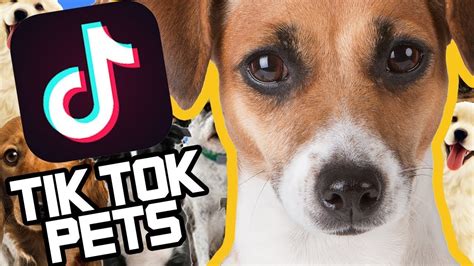 Pets Cute Funny Dog Tik Tok Compilation Youtube