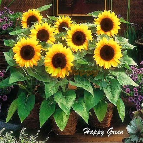 Dwarf Sunflower Sunspot Seeds Happy Green Shop