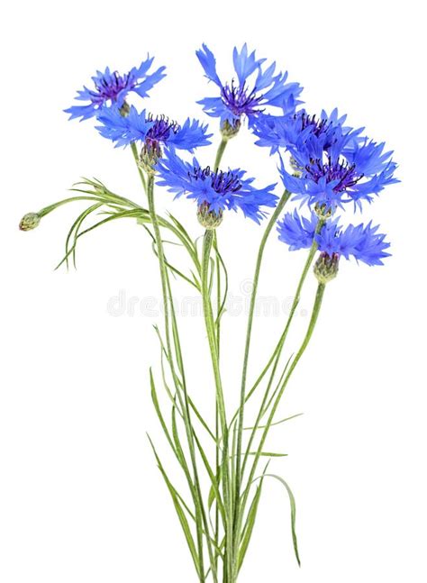 Bouquet Of Blue Cornflowers Isolated On White Background Stock Photo