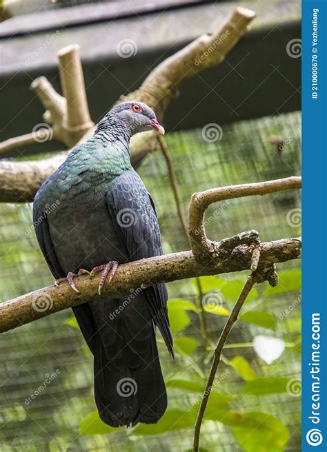 The Metallic Pigeon Stock Photo Image Of Columbiformes 210000670