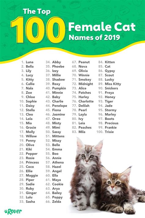 The 100 Most Popular Male And Female Cat Names Of 2020 Rover Com