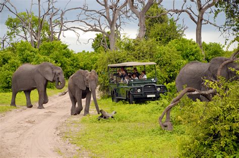 Fun Facts About Africa S Big Five National Geographic Expeditions