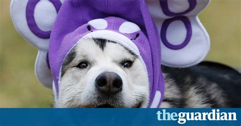 31st Aviemore Sled Dog Rally In Pictures Life And Style The Guardian