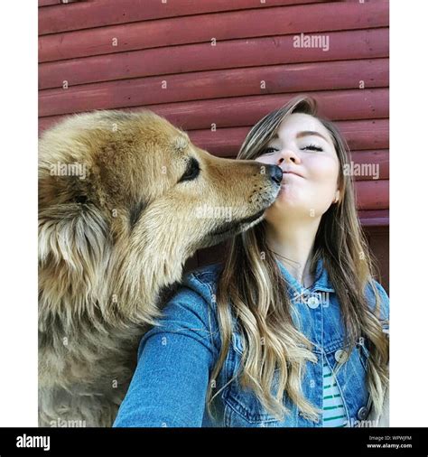 Dog Kissing Woman Against Wall Stock Photo Alamy