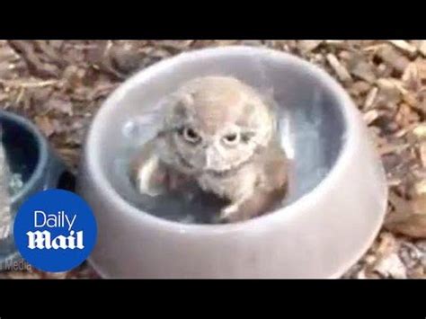 He got a bath after he was taken to a sydney veterinary emergency hospital. Baby owl has lots of FUN playing in a bath - Daily Mail ...