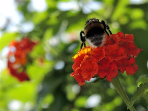 Free Images Nature Flower Bloom Pollination Green Botany Flora