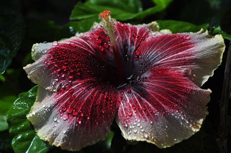 Download Red Flower Water Drop Flower Nature Hibiscus Hd Wallpaper By
