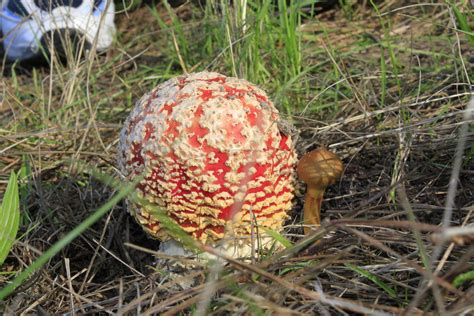 Red And White Mushroom Devra Flickr