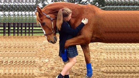 Adorable Moment Horses 🦄 Love Their Owners 💓 Funny Horse Horses