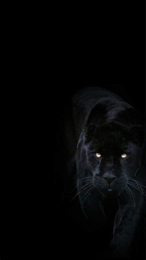 Black Panther Animal Big Cat Dark Hd Phone Wallpaper Peakpx