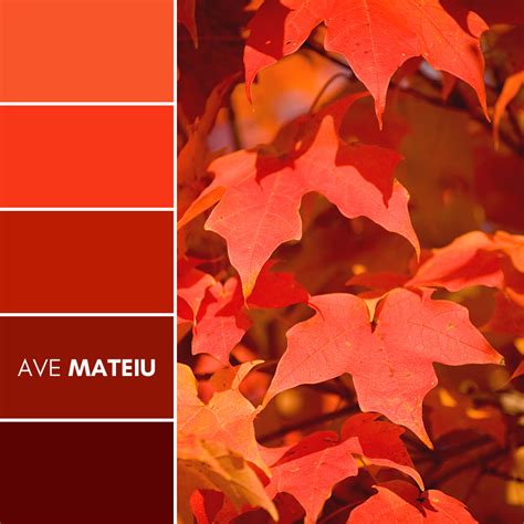 Close Up Of Bright Red Autumn Maple Leaves On Tree Color Palette 395