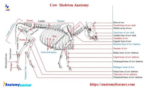 Cow Anatomy External Body Parts And Internal Organs With Labeled