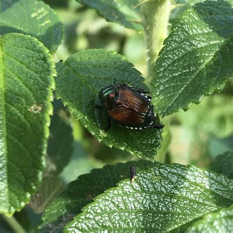 The use of insect pheromones in pest management is a rapidly growing field of research and practice in the agricultural and urban environments. Integrated Pest Management - Parshall Tree Care