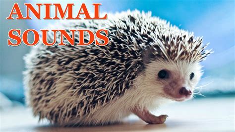 Forest Animal Sounds For Children 11 Amazing Animals Movies For Kids