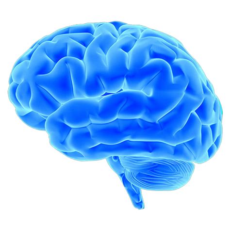 Мозг человека ПНГ на Прозрачном Фоне Скачать Png Мозг человека