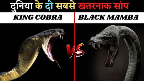King Cobra Vs Black Mamba दो खतरनाक सांपो की लड़ाई में कौन जीतेगा