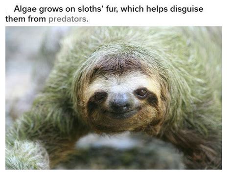 Fun And Interesting Facts About Sloths 17 Pics