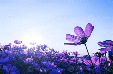 Purple Cosmos Flowers In The Garden 2045470 Stock Photo At Vecteezy