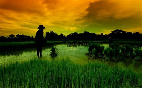 Rice Field Sunset View Scencery Bonito Sunset Man Sky Clouds